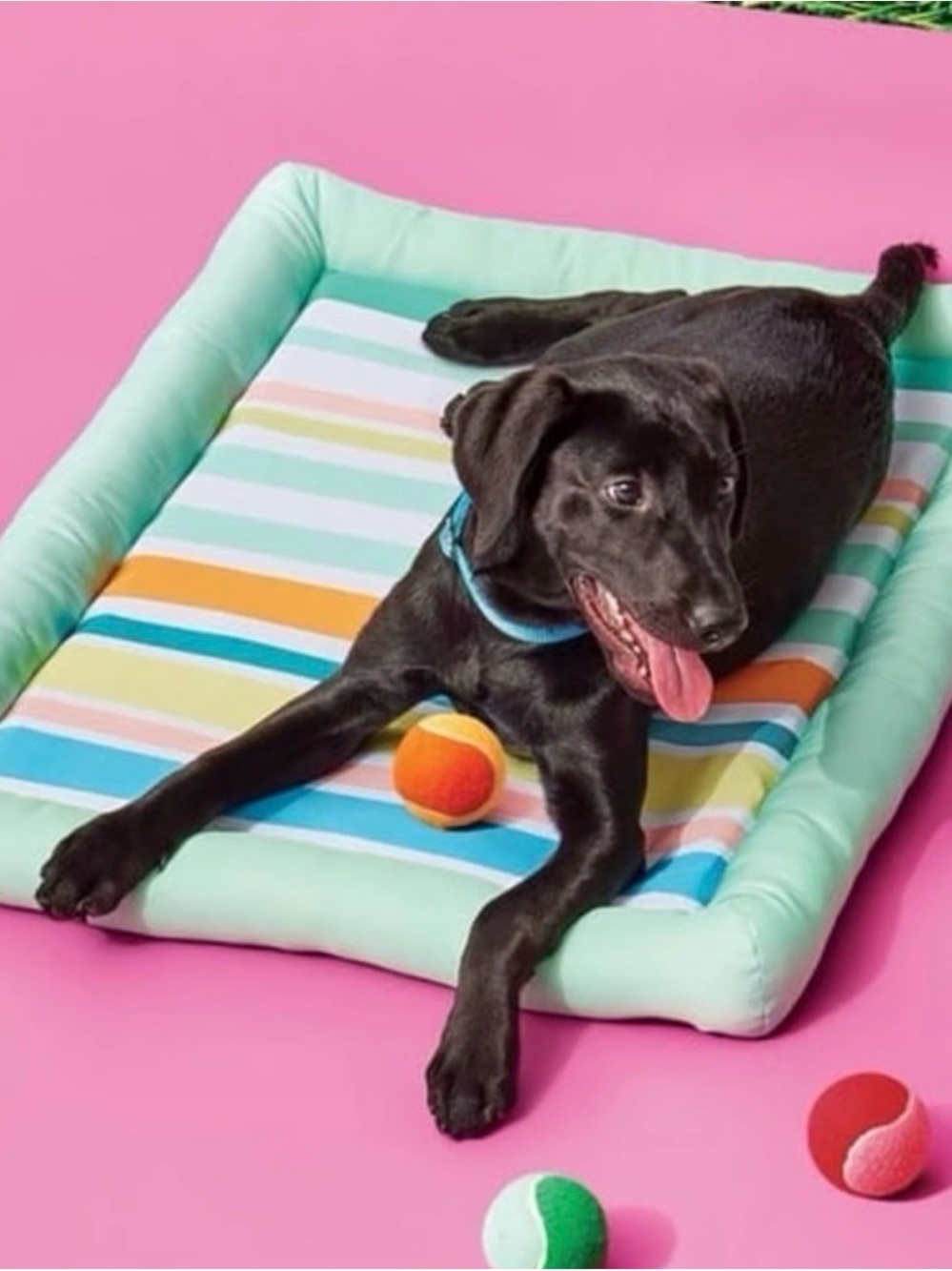 NWT Sun Squad Cooling Pet Bed